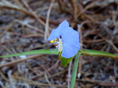 Whitemouth Dayflower I 10-24-23