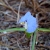Whitemouth Dayflower I 10-24-23