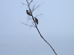 Red-bellied Woodpeckers 9-24-23