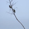 Red-bellied Woodpeckers 9-24-23