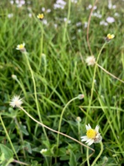 Tridax procumbens 5-24-23
