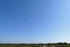 Sandhill Cranes 6-27-23