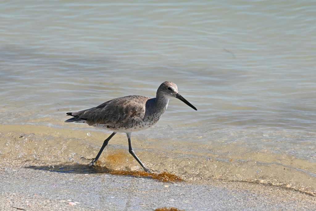 Willet 3-26-25