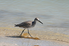 Willet 3-26-25