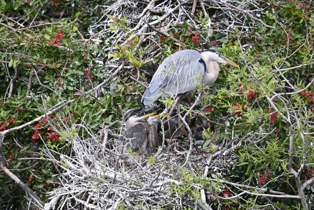 おかーしゃん　1-30-26