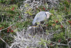 おかーしゃん　1-30-26