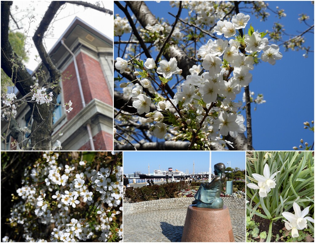 山下公園のお花とか　2024-3-31