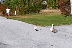No! you guys go home now. 11-1-24