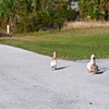 No! you guys go home now. 11-1-24