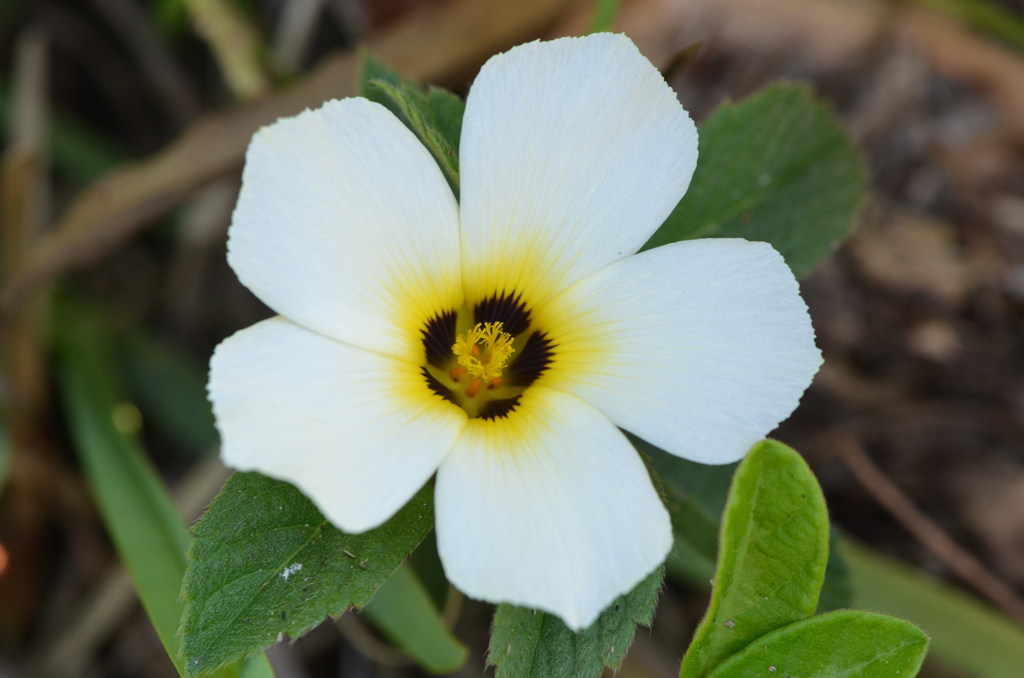 Sulphur Alder III 5-4-23