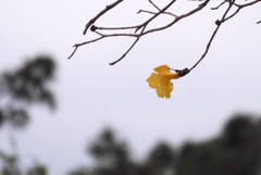 Golden Trumpet Tree II 3-15-23