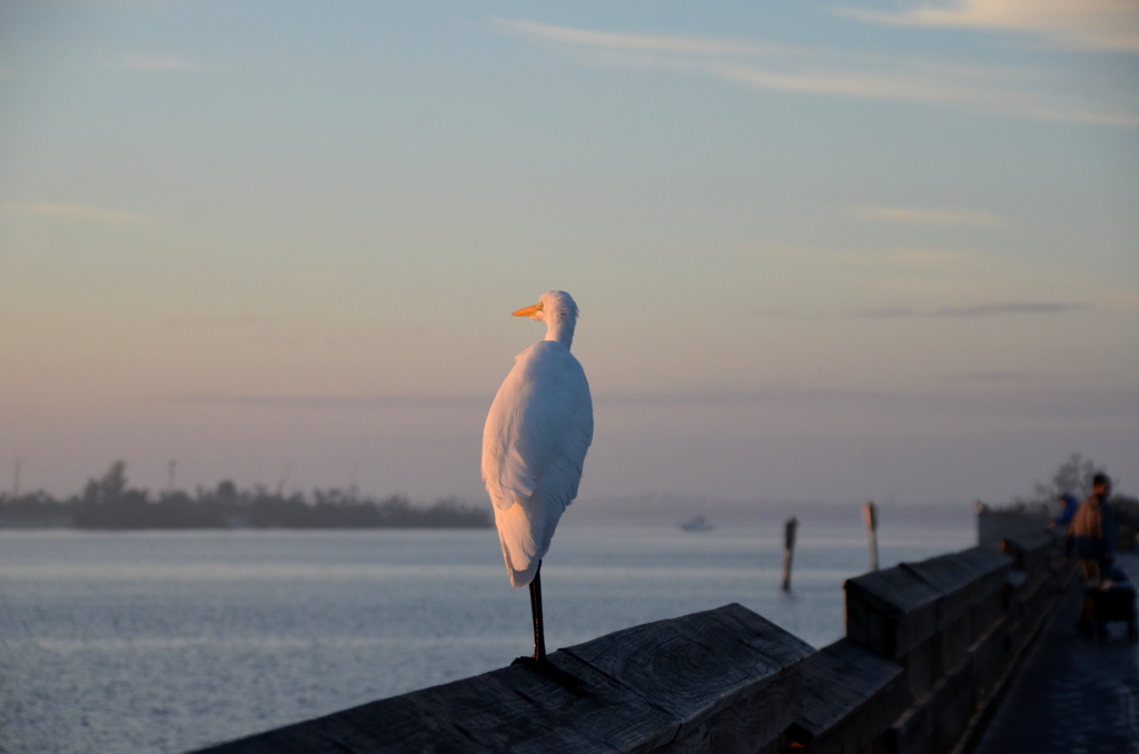 Great Egret 1-1-24