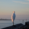 Great Egret 1-1-24