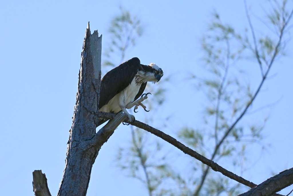 Osprey II 9-7-24