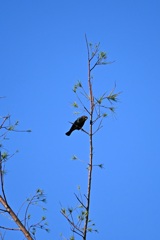 Brown Headed Cowbird I 10-26-24