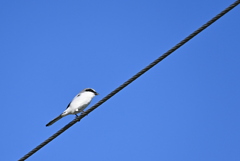 Loggerhead Shrike V 10-23-24