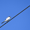 Loggerhead Shrike V 10-23-24