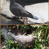 有栖川公園のキジバト　2024-4-14