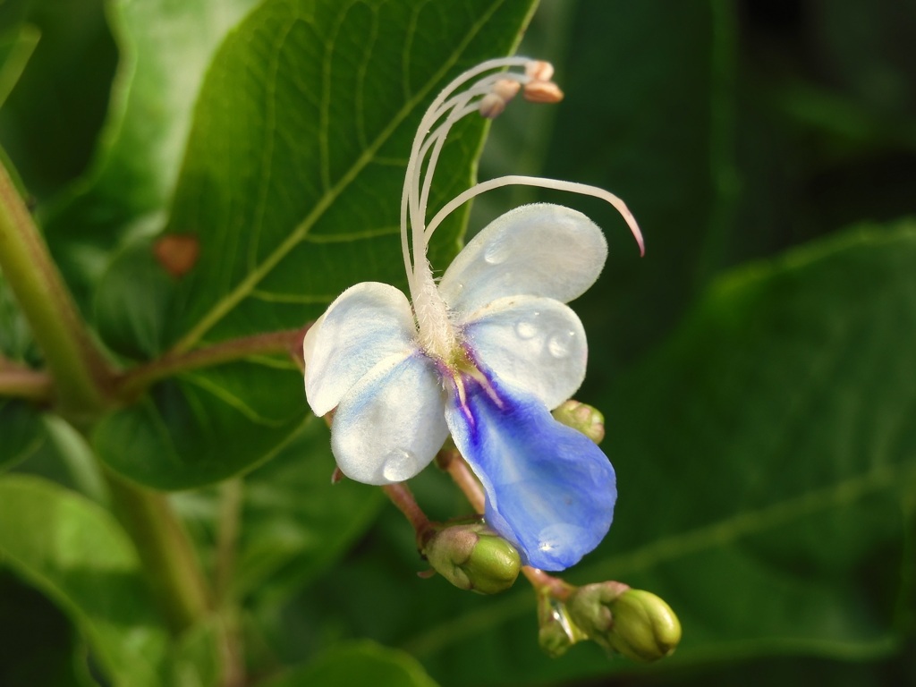 Butterfly Bush II 7-25-23