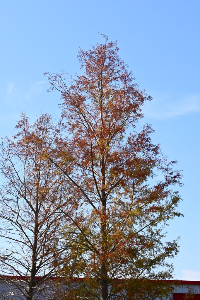 Bald Cypress of Pioneer Trail 2-4-25