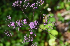 Pineland Purple  10-8-25