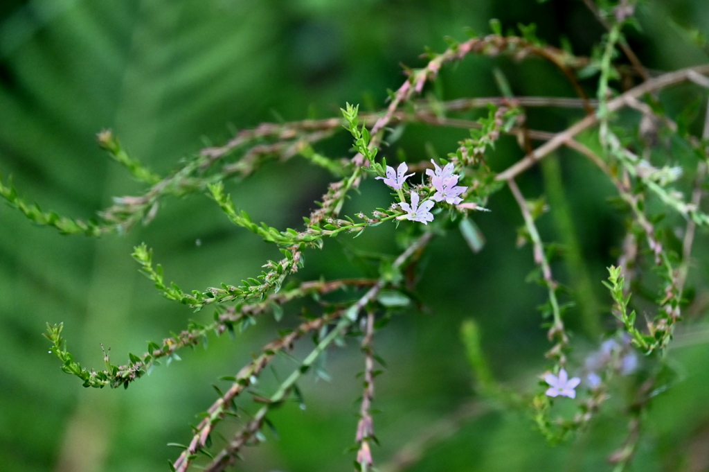 Lythrum alatum var lanceolatum 7-9-25