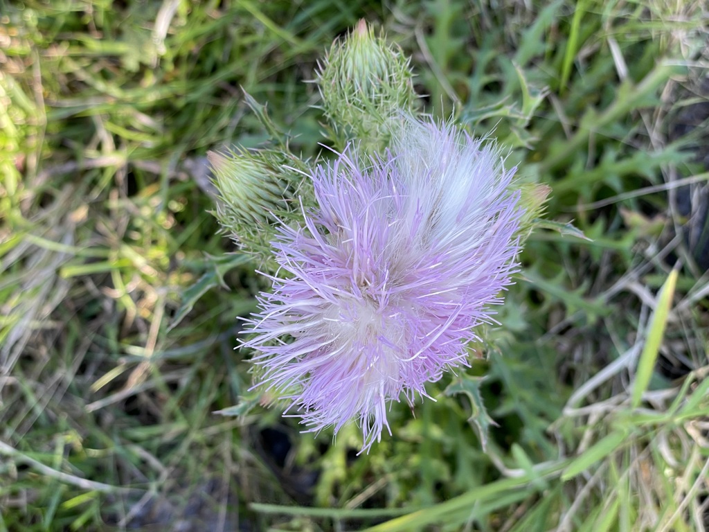 Purple Thistle IV 2-9-23