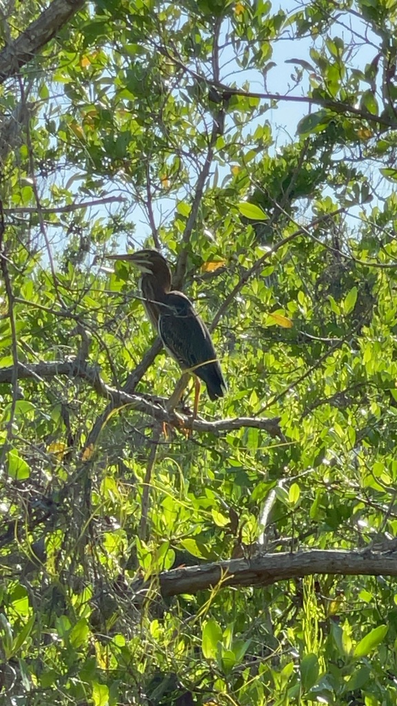 Juvenile? 6-25-25