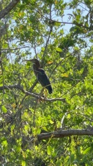 Juvenile? 6-25-25