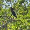 Juvenile? 6-25-25