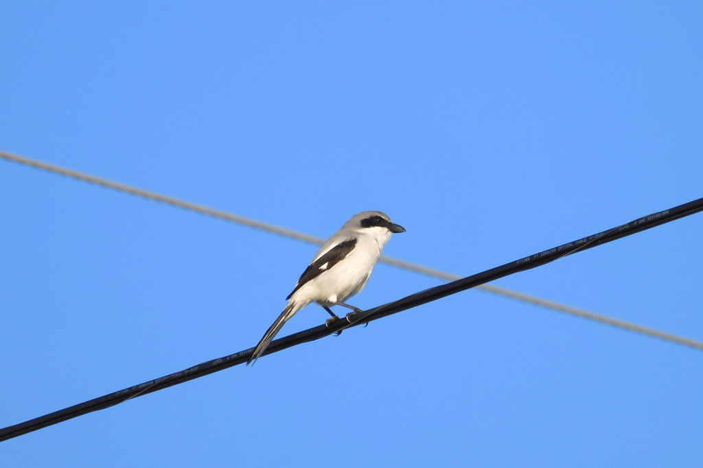 Loggerhead shrike III 1-3-23