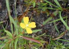 Mexican Primrosewillow 10-14-23