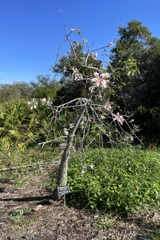 Samohu Floss Silk Tree 12-16-25