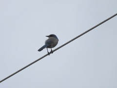 Florida Scrub Jay II 10-14-23