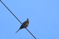 Mourning Dove II 9-30-23