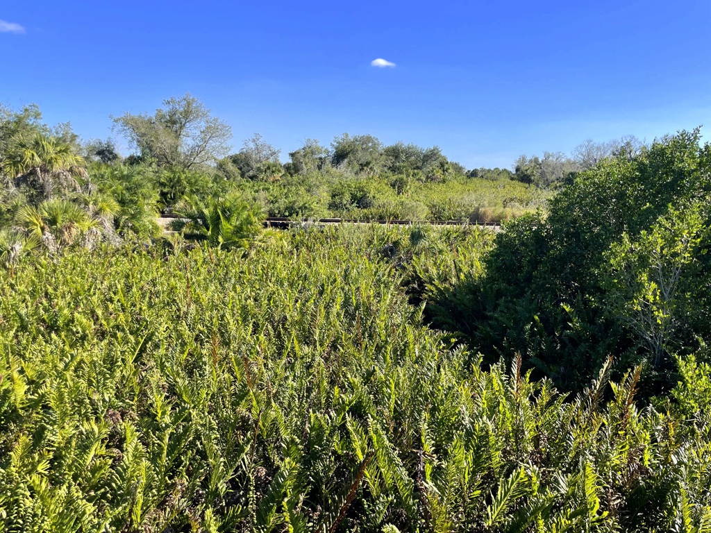 羊歯の海　12-15-26