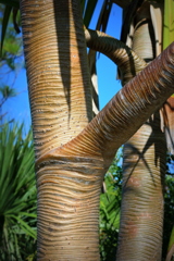 Bark/Skin　6-26-25