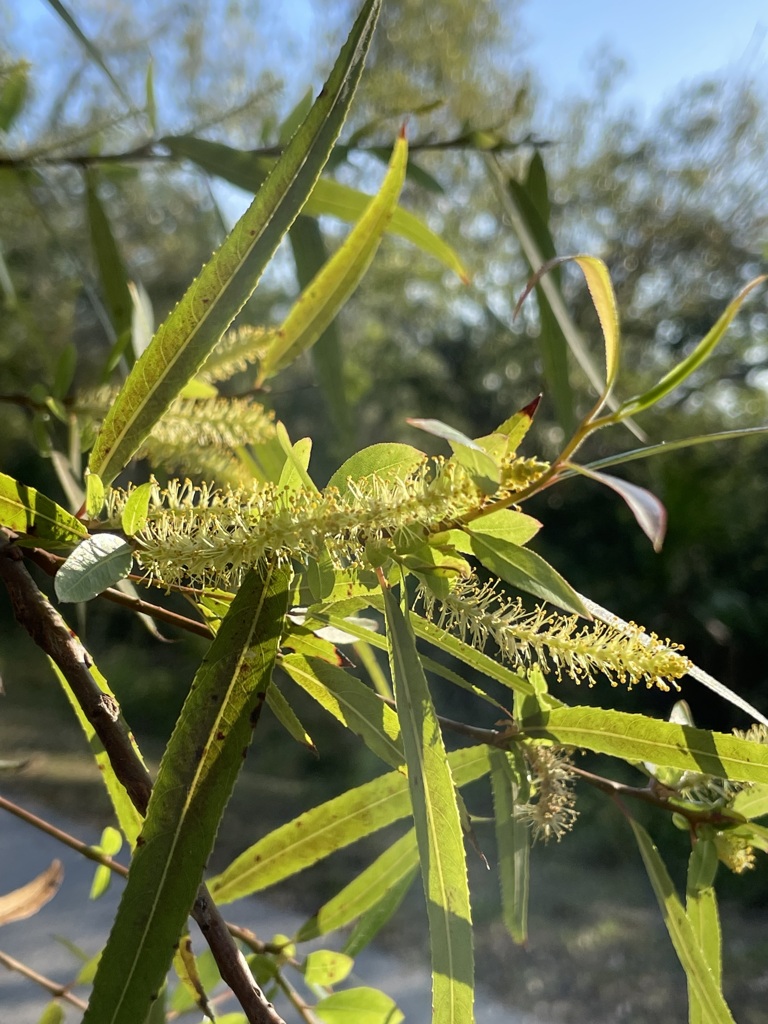 Coastal Plain Willow III 2-22-23