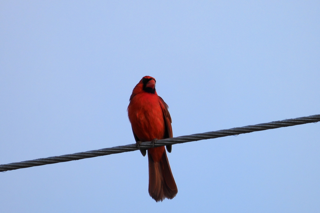 Cardinalis cardinalis 3-29-23