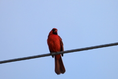 Cardinalis cardinalis 3-29-23