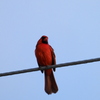 Cardinalis cardinalis 3-29-23