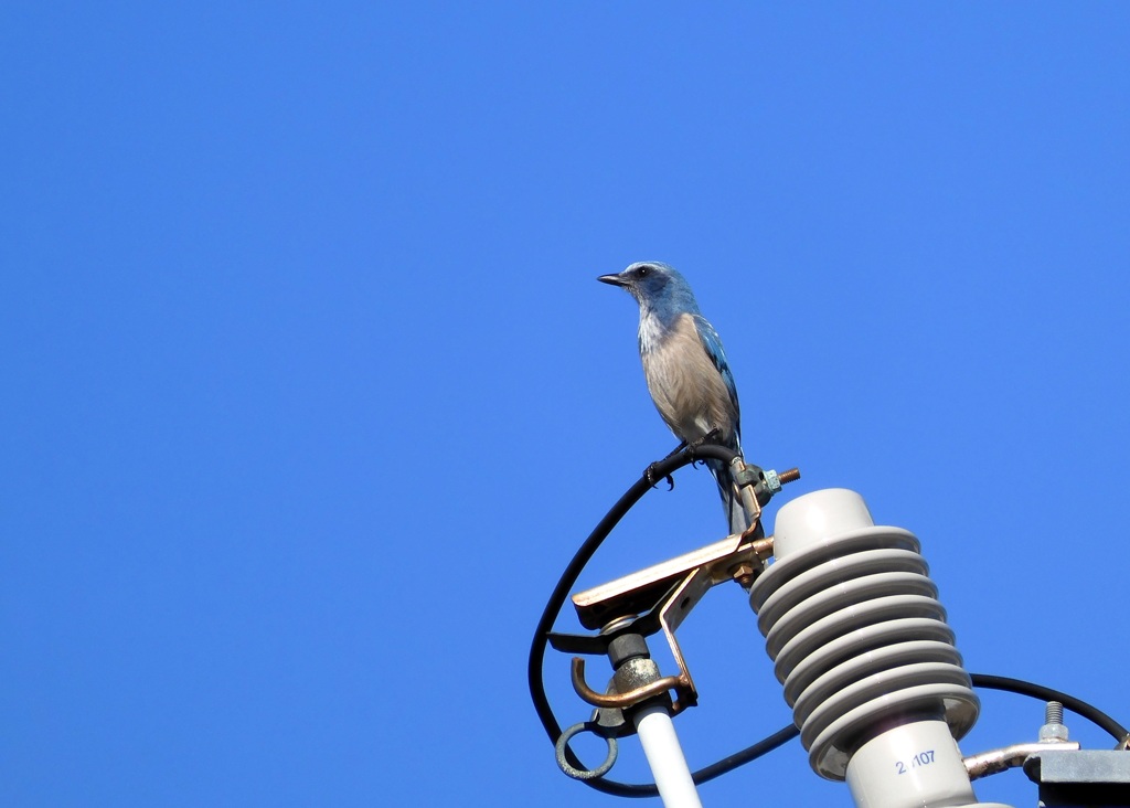 Florida Scrub Jay IV 2-27-24