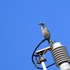 Florida Scrub Jay IV 2-27-24