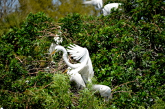 Great Egrets　3-5-24