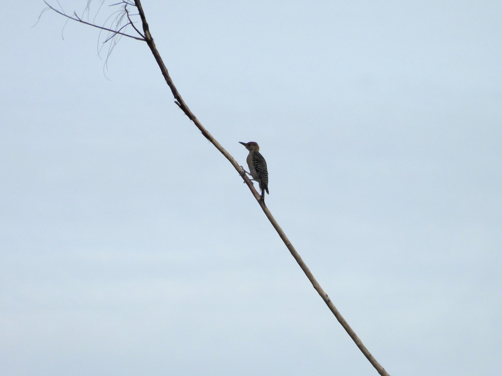 Red-bellied Woodpecker I 9-24-23