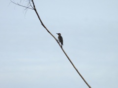 Red-bellied Woodpecker I 9-24-23
