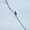 Red-bellied Woodpecker I 9-24-23