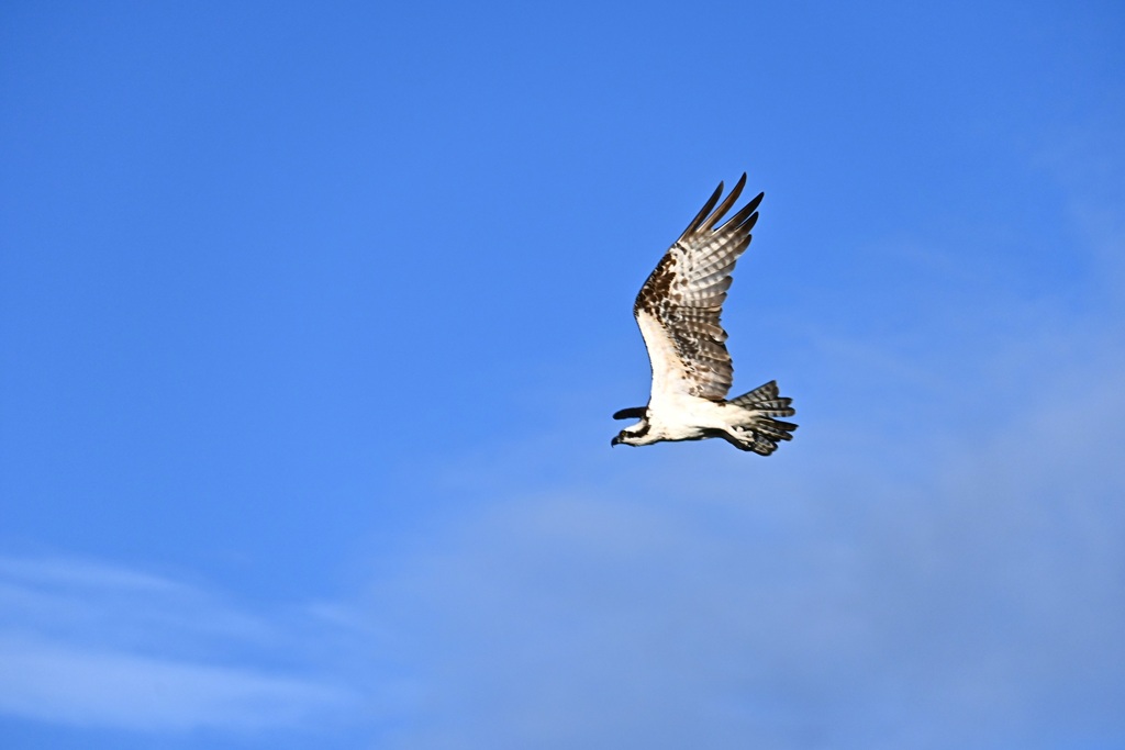Osprey III 10-5-24