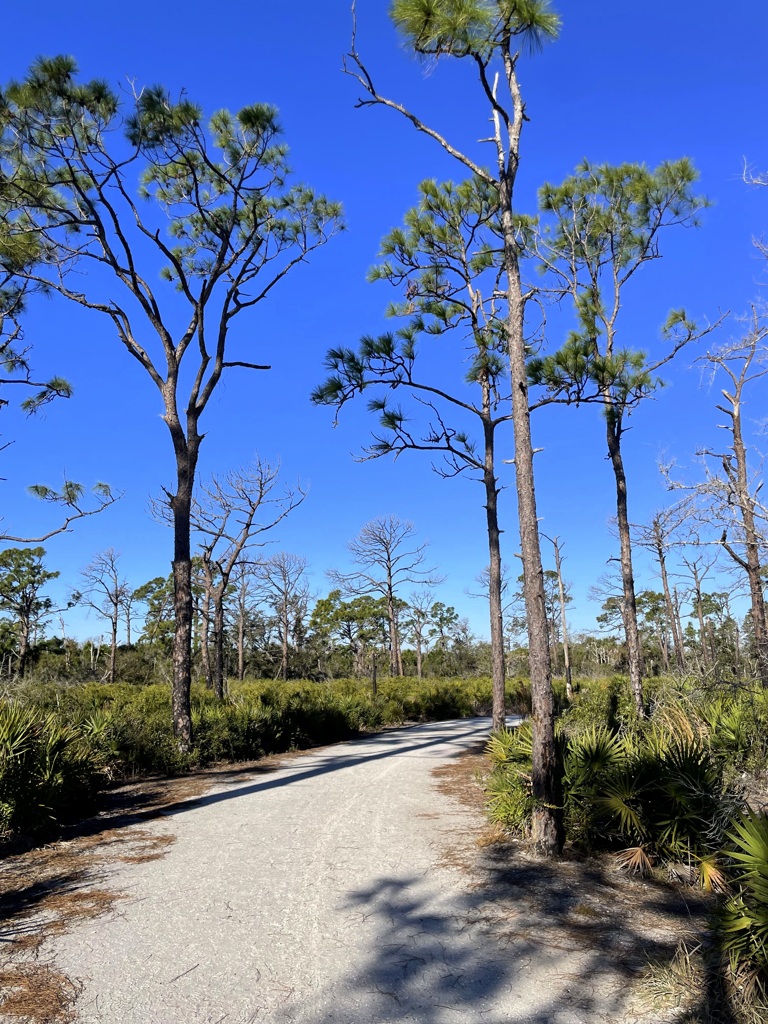 がんばれ松林　1-29-26