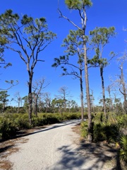 がんばれ松林　1-29-26
